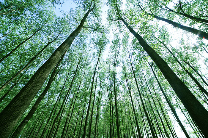 湖南茂源林業(yè)有限責(zé)任公司